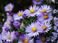 Symphyotrichum Laeve 100 Seeds – Smooth Blue Aster Native Wildflower Fall Blooming Pollinator Perennial