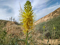 Stanleya Pinnata 40 Seeds – Prince's Plume Native Yellow Wildflower Perennial