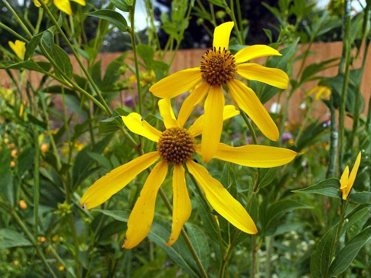 Rudbeckia Laciniata Ampla 50 Seeds – Cutleaf Coneflower Tall Yellow Perennial