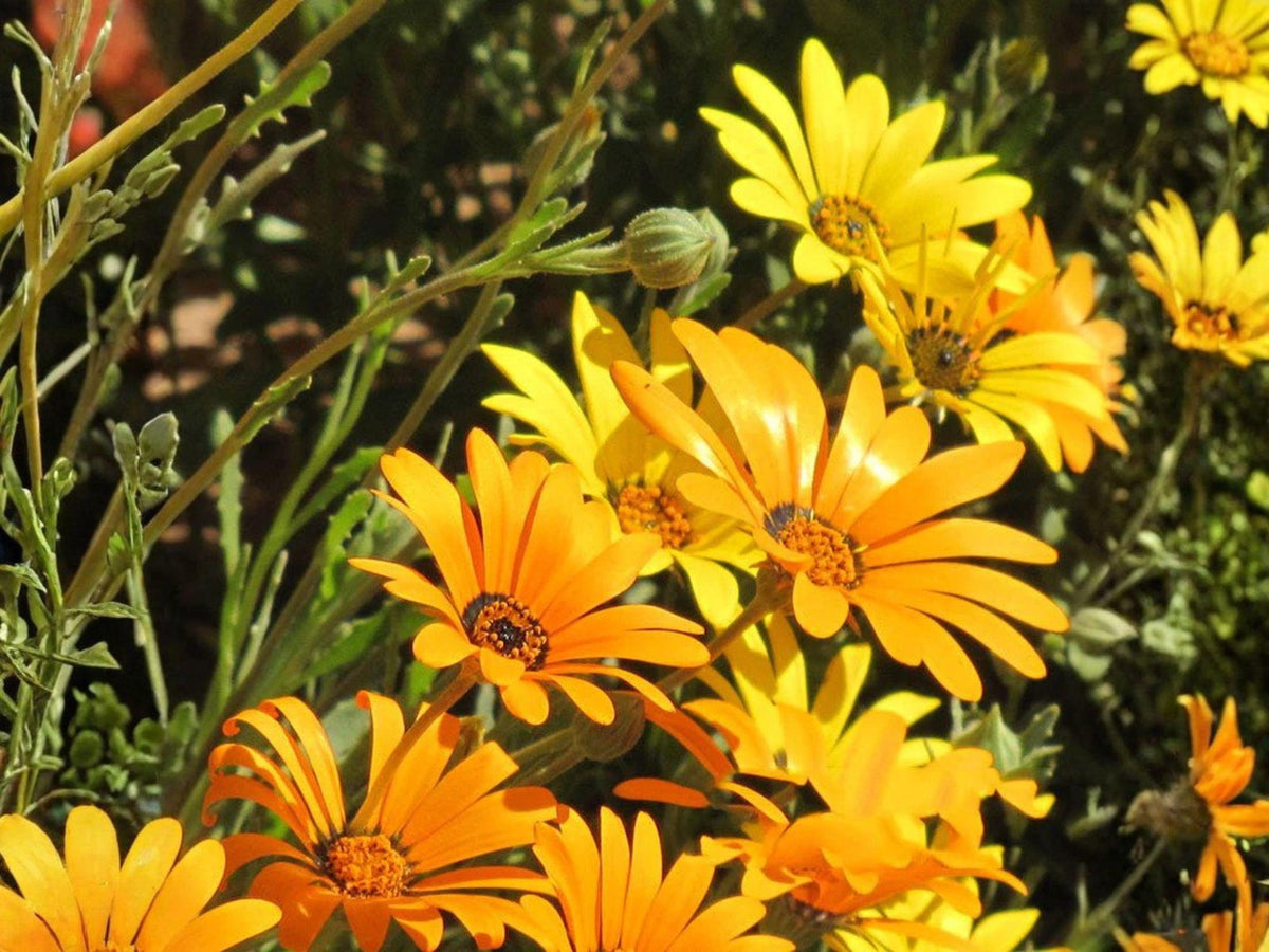 40 Hymenoxys Hoopesii Seeds - Orange Mountain Daisy Wildflower for Rock Gardens
