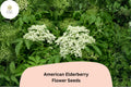 50 American Elderberry Seeds – Sambucus canadensis Native Shrub