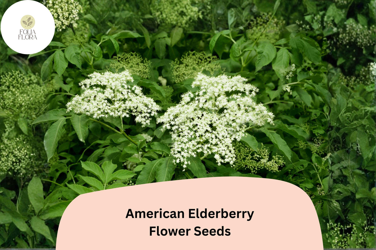 50 American Elderberry Seeds – Sambucus canadensis Native Shrub