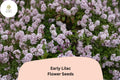 25 Early Lilac Seeds - Syringa oblata Fragrant Purple Lilac Shrub