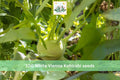 100 Seeds White Vienna Kohlrabi Heirloom Brassica Vegetable Garden Planting