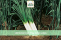 100 Seeds American Flag Leek Heirloom Vegetable Garden Planting