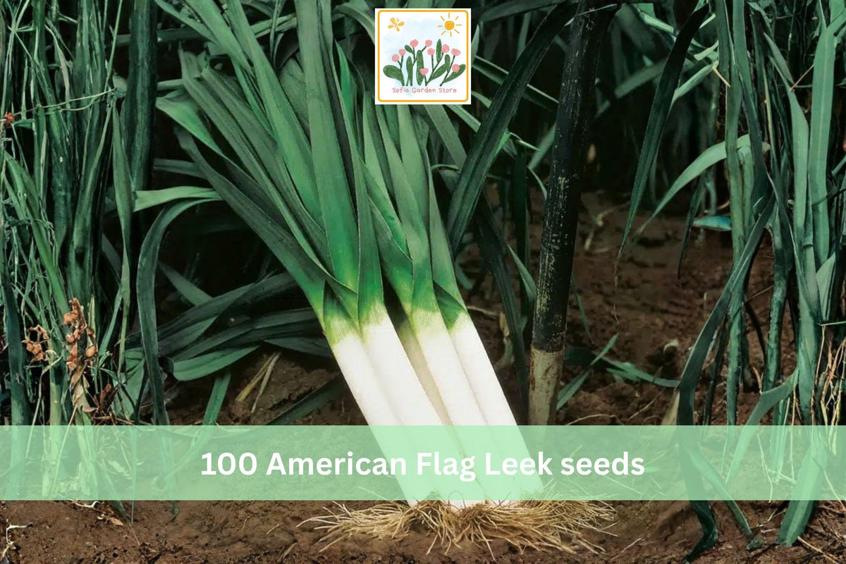100 Seeds American Flag Leek Heirloom Vegetable Garden Planting