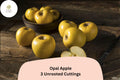 Opal Apple Tree Cuttings – 3 Rare Rooting Grafting Fruit Tree Propagation