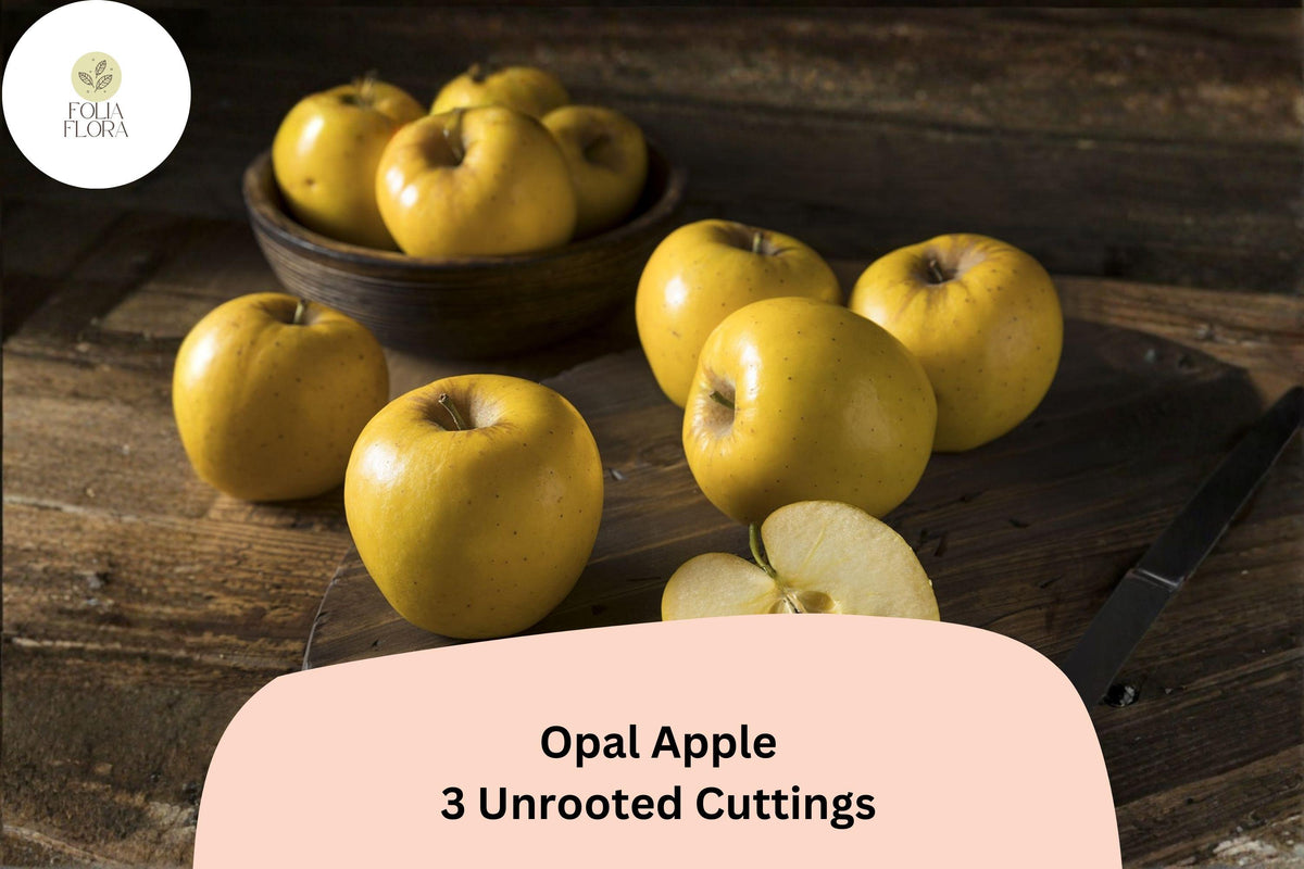 Opal Apple Tree Cuttings – 3 Rare Rooting Grafting Fruit Tree Propagation