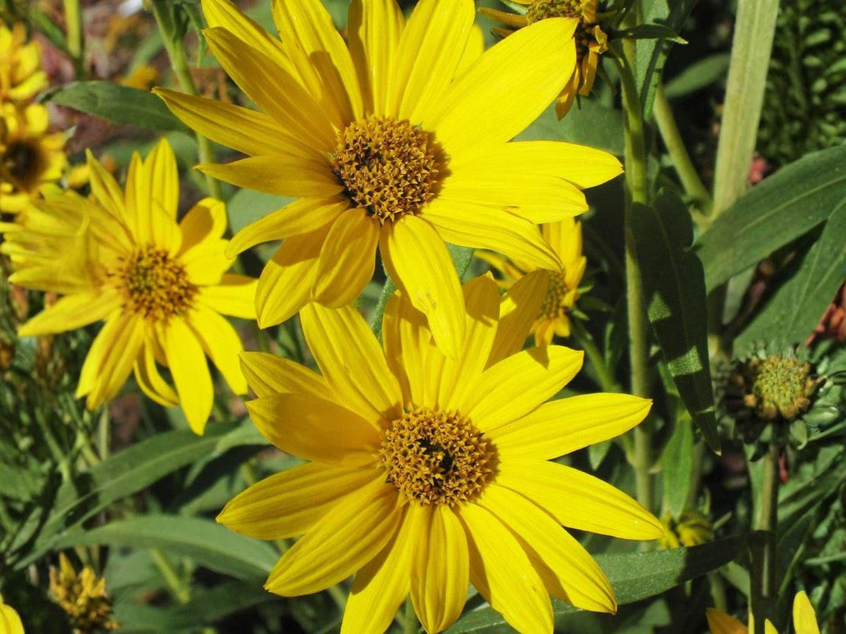 Maximilian's Sunflower Seeds – 50 Helianthus Maximiliani Native Perennial Wildflower