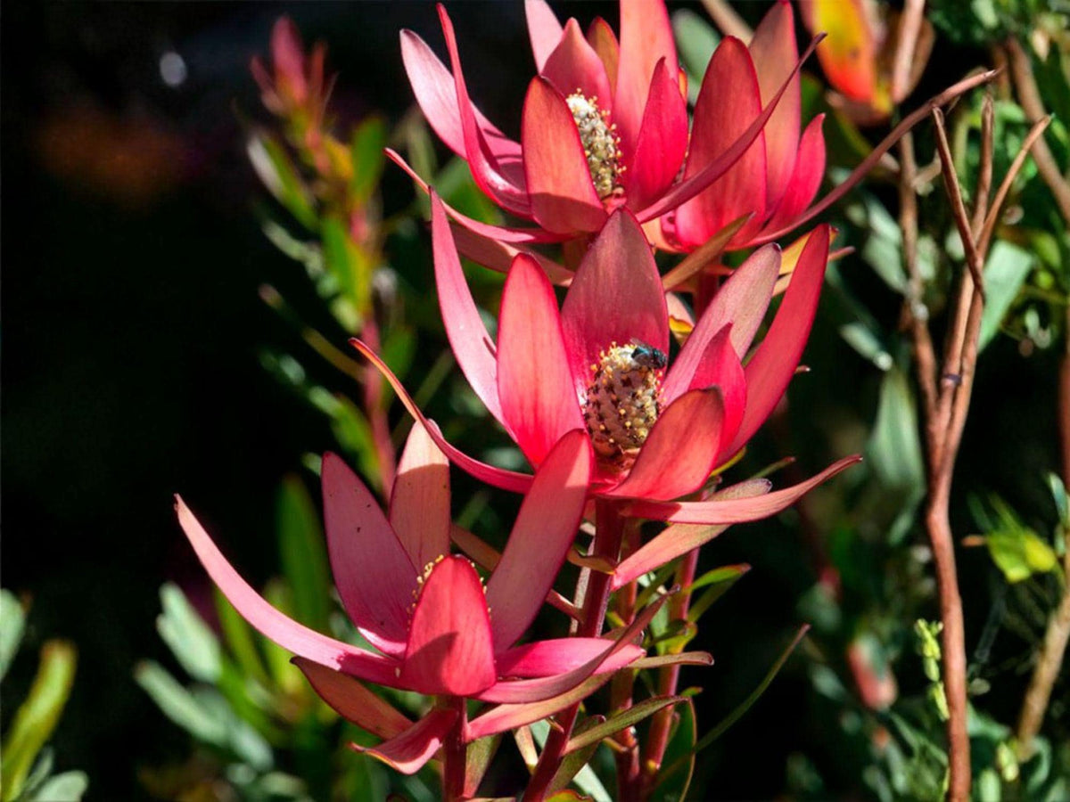 Leucadendron Tinctum 5 Seeds – Silver Conebush Rare Protea Shrub