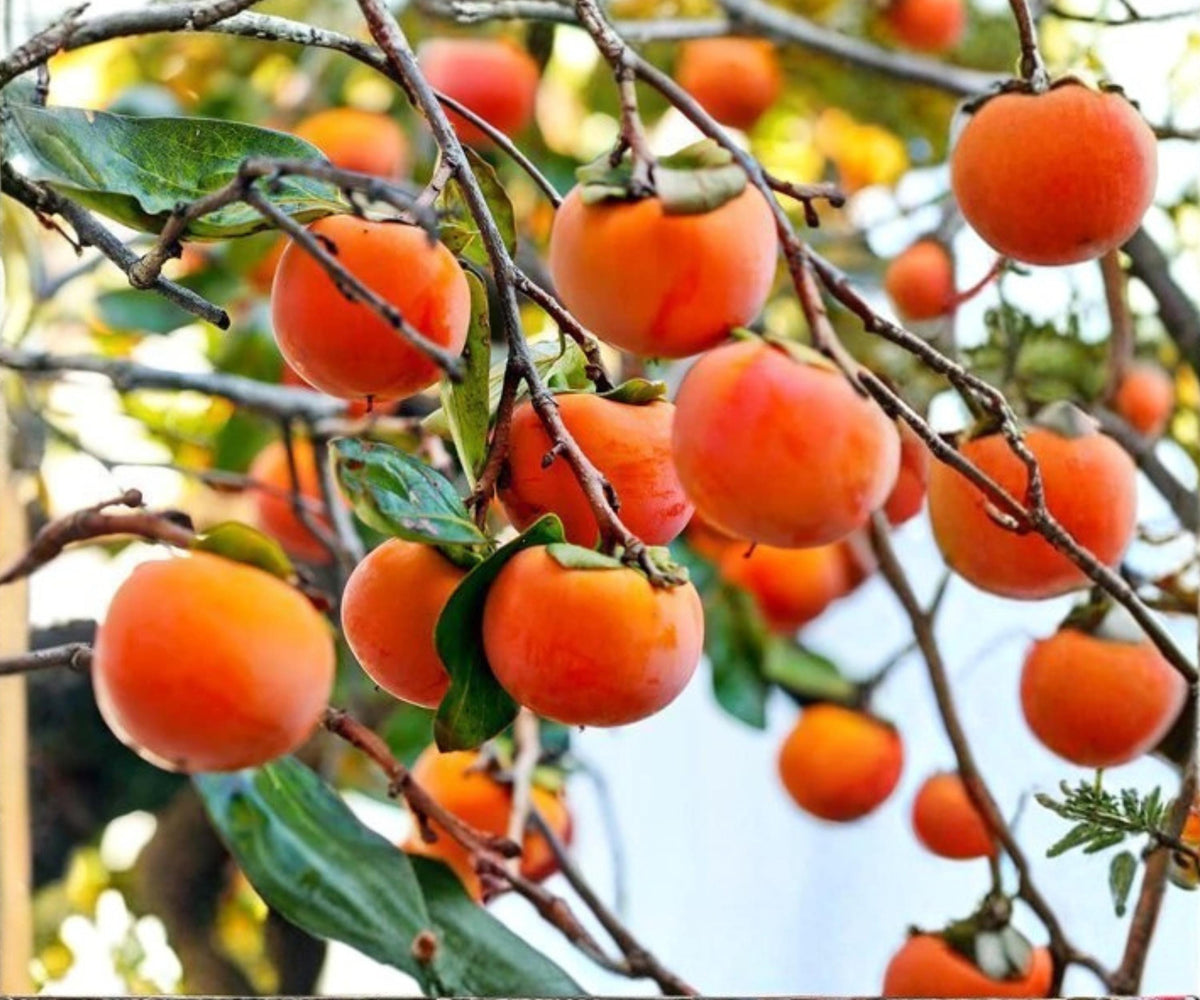 Persimmon Cuttings - 3 Diospyros kaki Japanese Persimmon Grafting Wood
