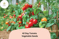 42-Day Tomato Seeds 100 | Early Ripening Heirloom Red Tomato