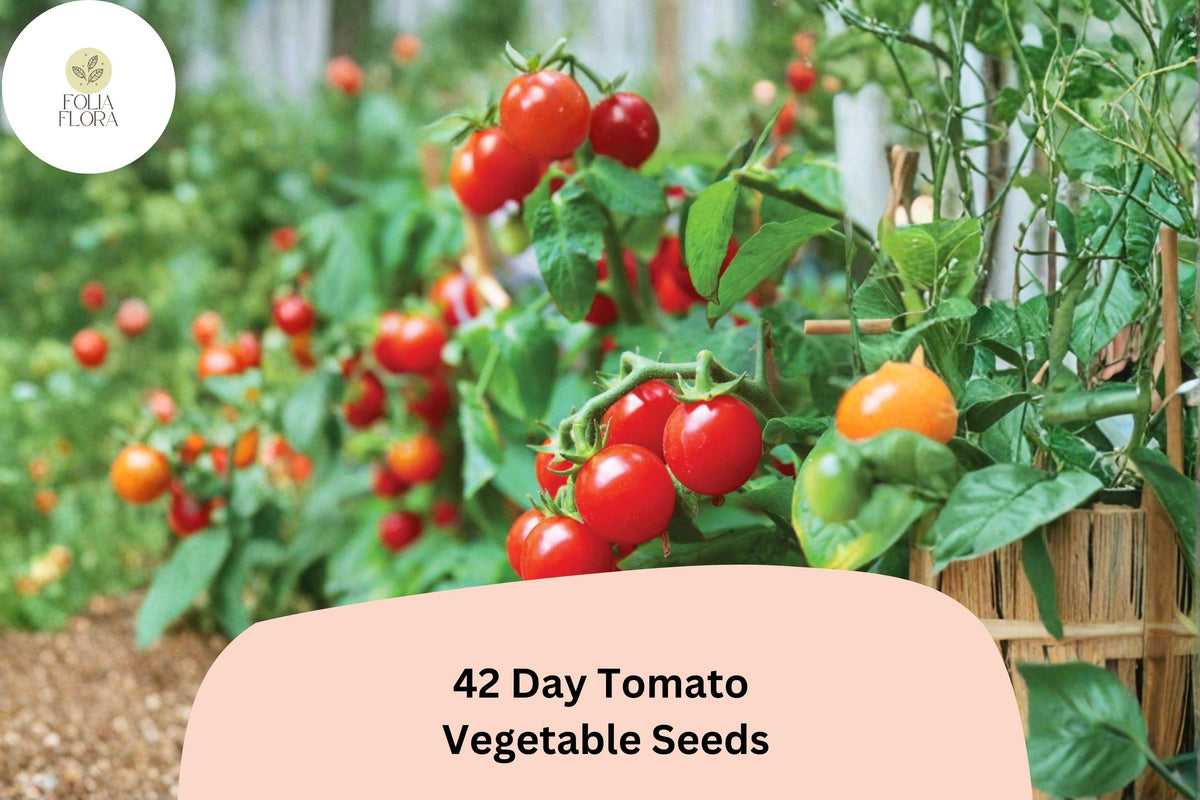 42-Day Tomato Seeds 100 | Early Ripening Heirloom Red Tomato