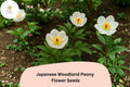 Japanese Woodland Peony Seeds 5 | Paeonia japonica White Spring Flower for Shade