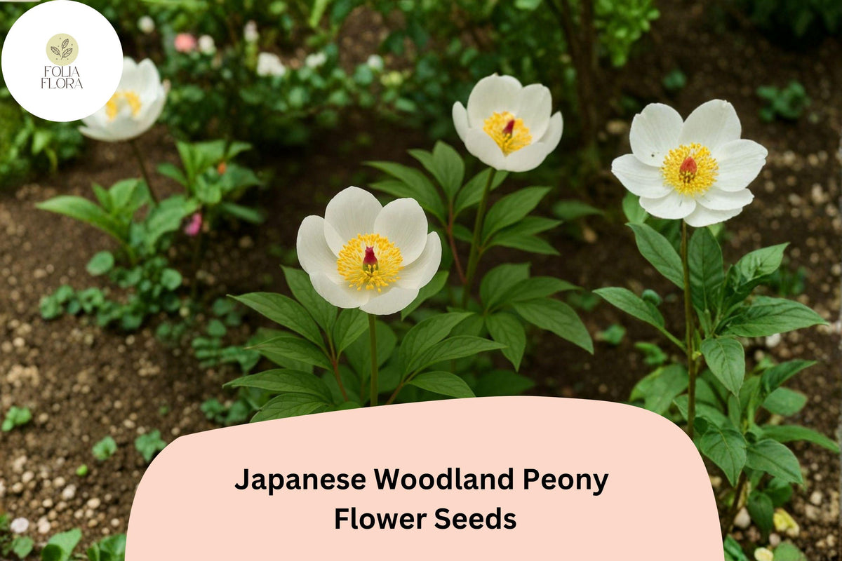 Japanese Woodland Peony Seeds 5 | Paeonia japonica White Spring Flower for Shade