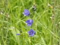 100 Campanula rotundifolia Harebells Seeds