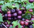 Muscadine Grape Cuttings - 10 Vitis rotundifolia Male & Female Vines