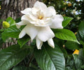 Gardenia 7 Cuttings - Cape Jasmine Gardenia jasminoides Heirloom White Shrub