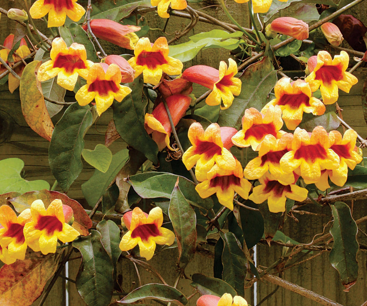 Cross Vine Tangerine Beauty - 2 Live Plants - Bignonia capreolata Trumpet Vine