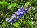 500 Blue Lobelia Seeds Heirloom Native Wildflower Pollinator Garden