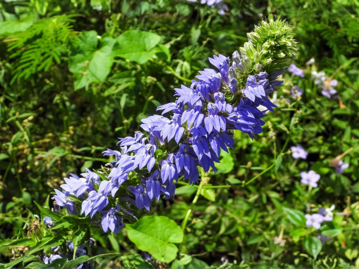 500 Blue Lobelia Seeds Heirloom Native Wildflower Pollinator Garden