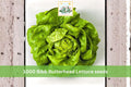 1000 Seeds Bibb Butterhead Lettuce Tender Leaf Garden Vegetable