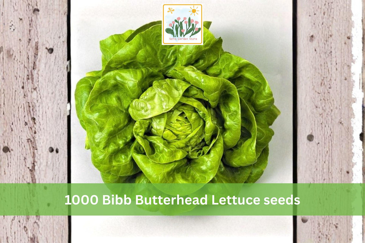 1000 Seeds Bibb Butterhead Lettuce Tender Leaf Garden Vegetable