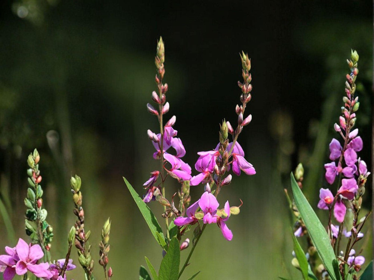 Desmodium Canadense 25 Seeds – Showy Tick Trefoil Pink Native Wildflower