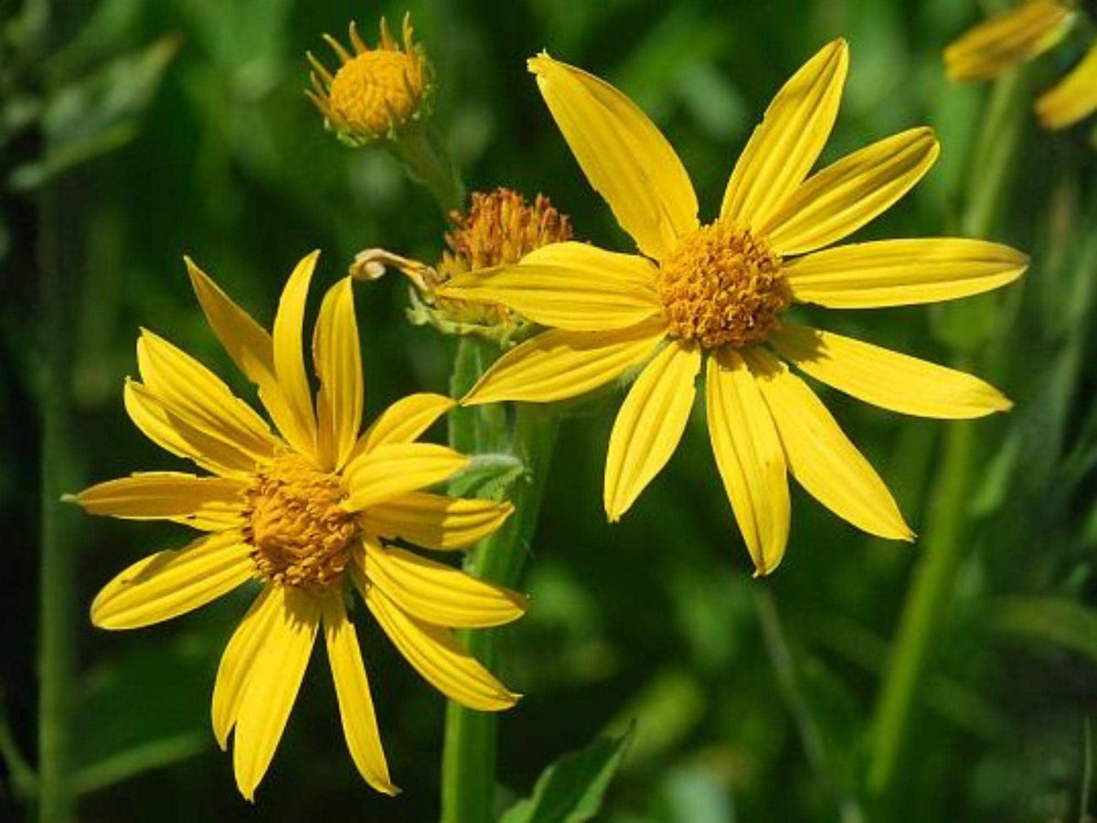 Verbesina helianthoides 30 Seeds – Yellow Crownbeard Native Wildflower Perennial