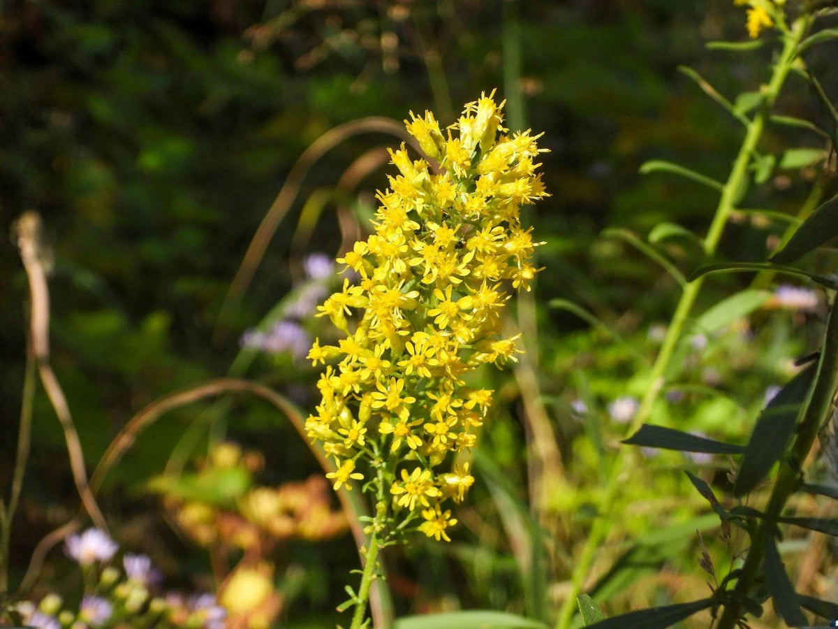 Solidago Speciosa 100 Seeds – Showy Goldenrod Native Wildflower – Tall Yellow Fall Pollinator Perennial