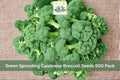 500 Seeds Green Sprouting Calabrese Broccoli Brassica oleracea Vegetable Garden