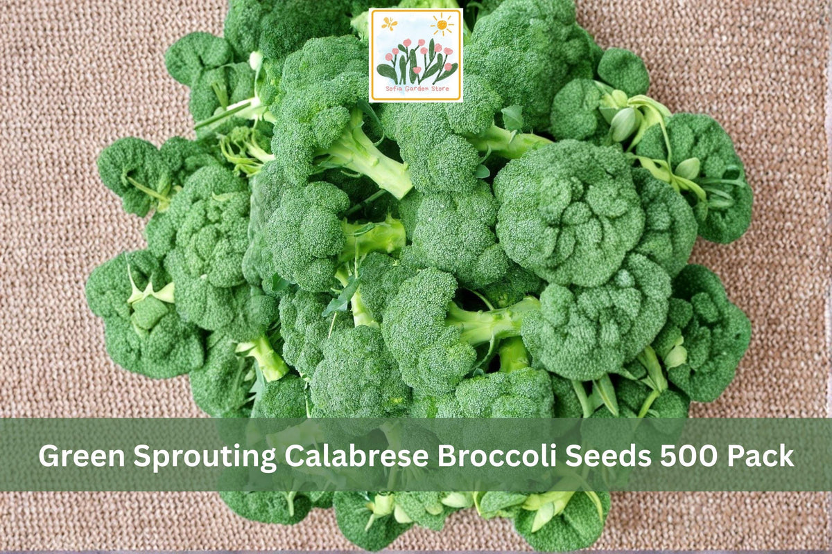500 Seeds Green Sprouting Calabrese Broccoli Brassica oleracea Vegetable Garden