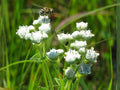 Parthenium integrifolium 25 Seeds – Wild Quinine Native Prairie Wildflower White Pollinator Perennial
