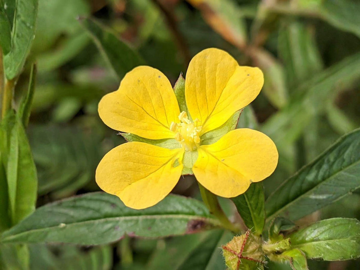 Ludwigia Alternifolia 1000 Seeds – Seedbox Native Wetland Wildflower Yellow Pollinator Plant
