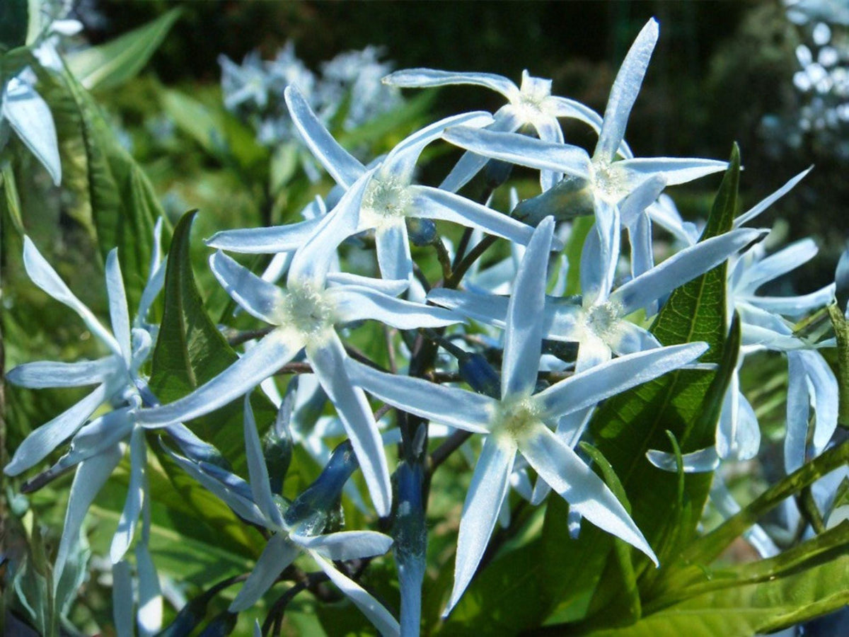 Amsonia Tabernaemontana 10 Seeds – Eastern Bluestar Native Perennial Blue Spring Flower