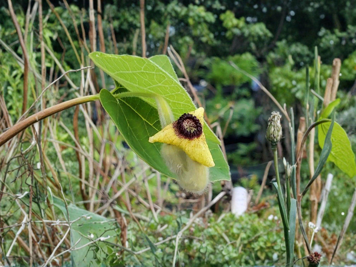 Aristolochia Tomentosa 10 Seeds – Wooly Dutchman's Pipevine Native Vine