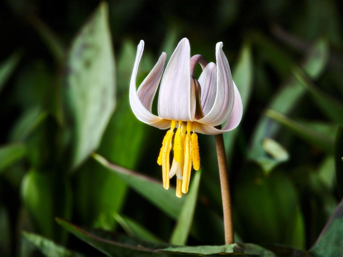 Erythronium Albidum 5 Seeds – White Trout Lily Woodland Wildflower