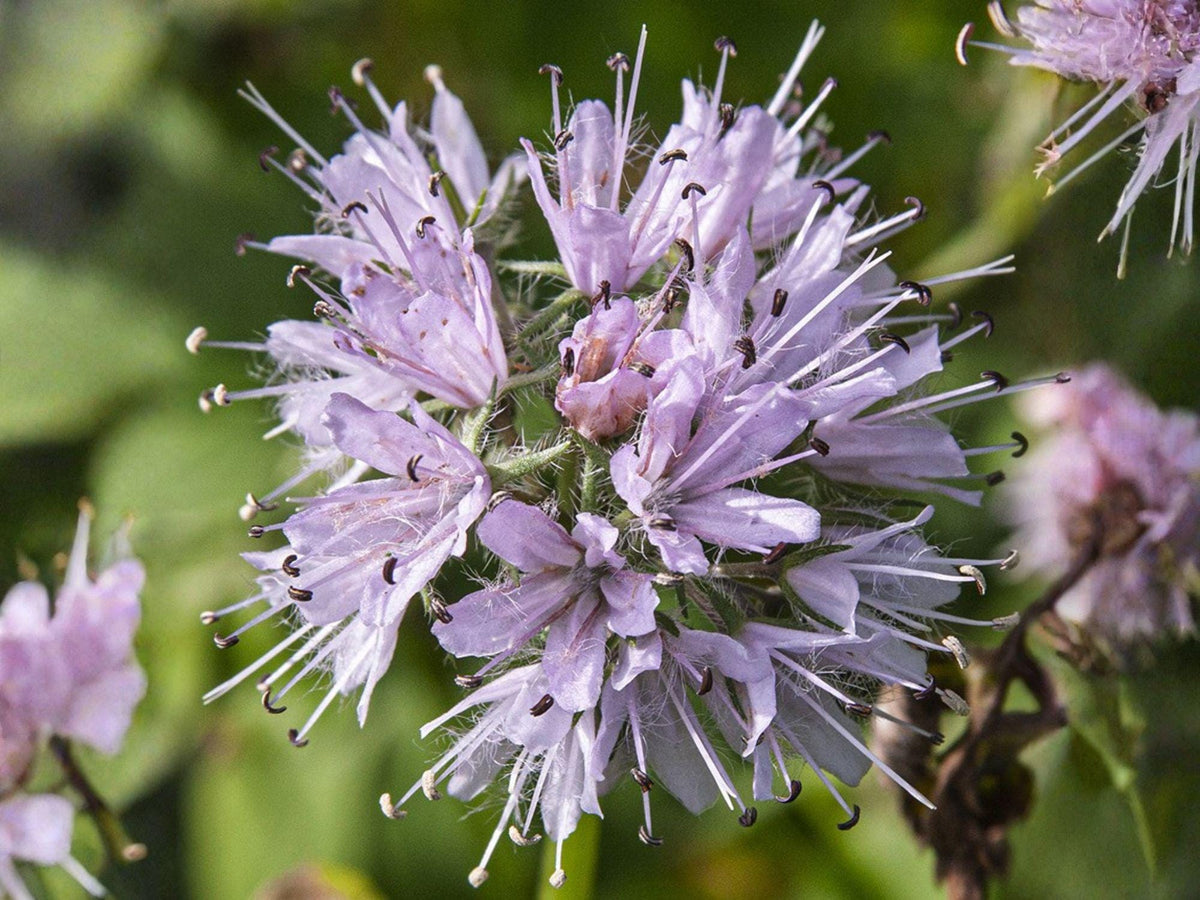 Hydrophyllum Virginianum 10 Seeds – Virginia Waterleaf Native Woodland Wildflower