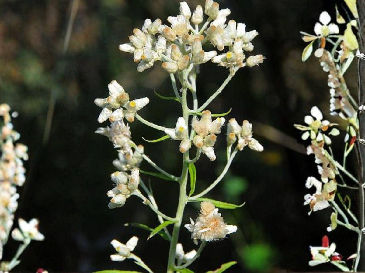 Pseudognaphalium obtusifolium 500 Seeds – Sweet Everlasting Native Wildflower for Dried Flowers
