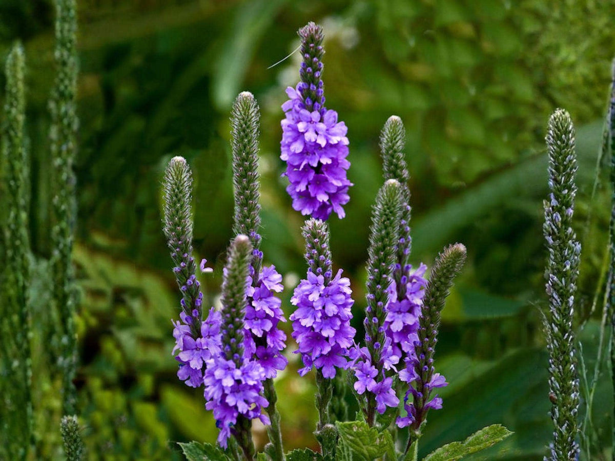 Verbena Stricta 100 Seeds – Hoary Vervain Purple Pollinator Perennial Wildflower