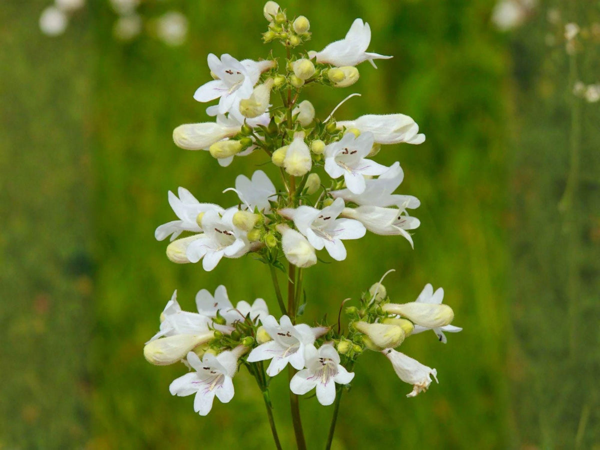 Verbena Urticifolia 100 Seeds – White Vervain Native Wildflower Shade Tolerant Pollinator Perennial