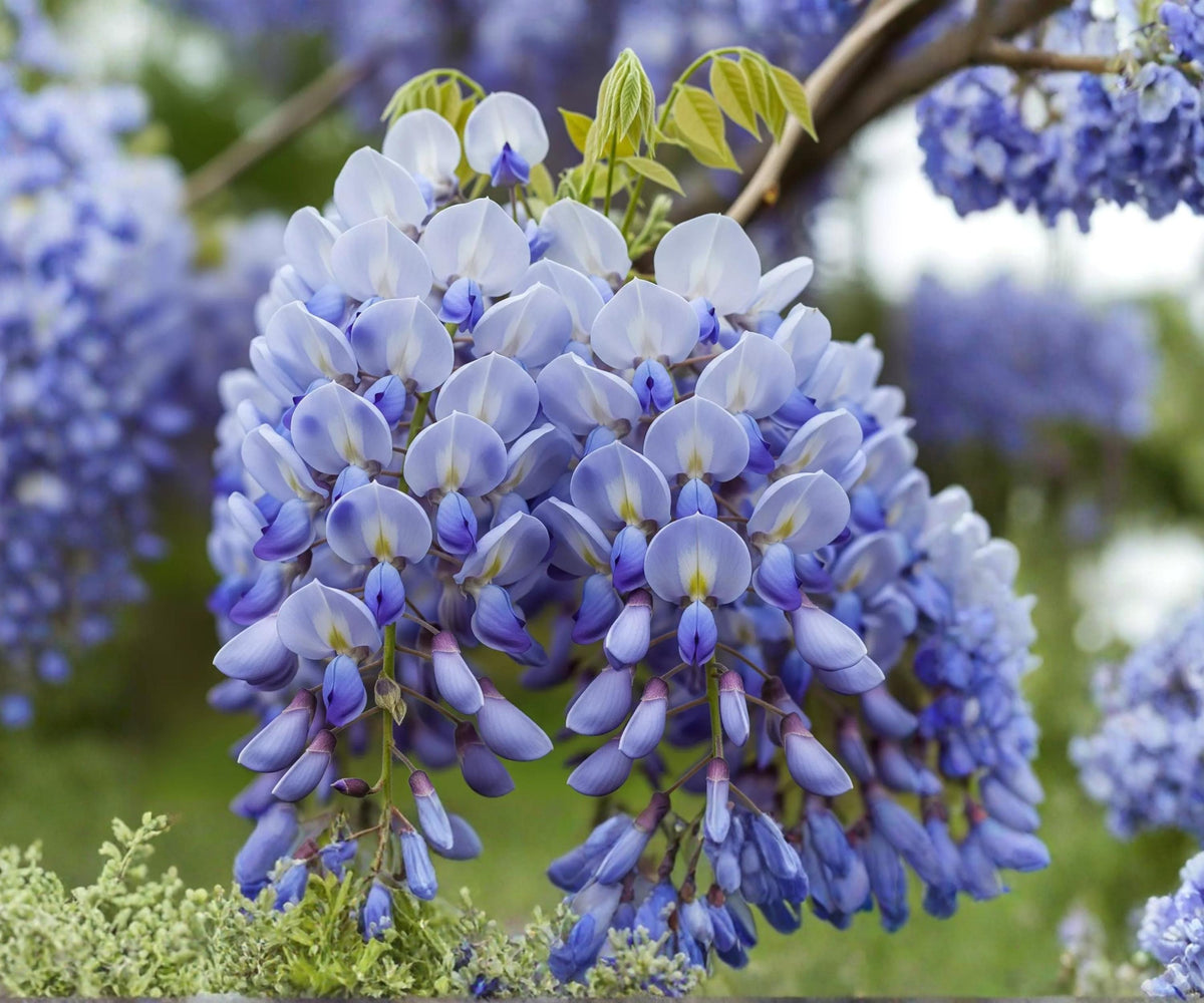Chinese Wisteria Live Plant 1-2 Ft - Purple Flower Vine (Wisteria sinensis)