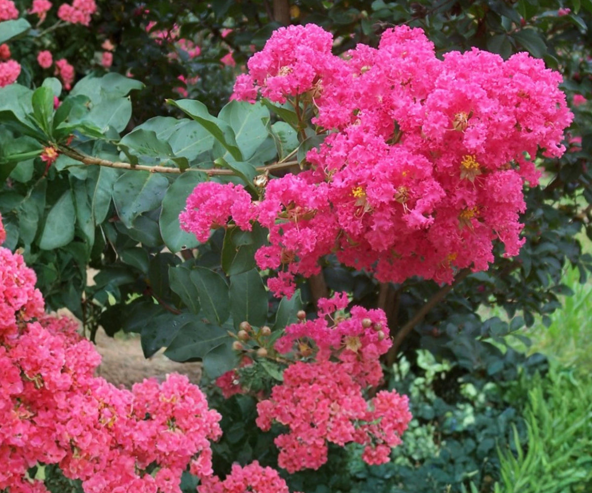 Crape Myrtle 2 Live Plants Hot Pink Lagerstroemia Rooted Cuttings 6 Inch