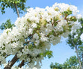 Crape Myrtle Snow White - 2 Live Plants, 6" Rooted Cuttings, Lagerstroemia Tree