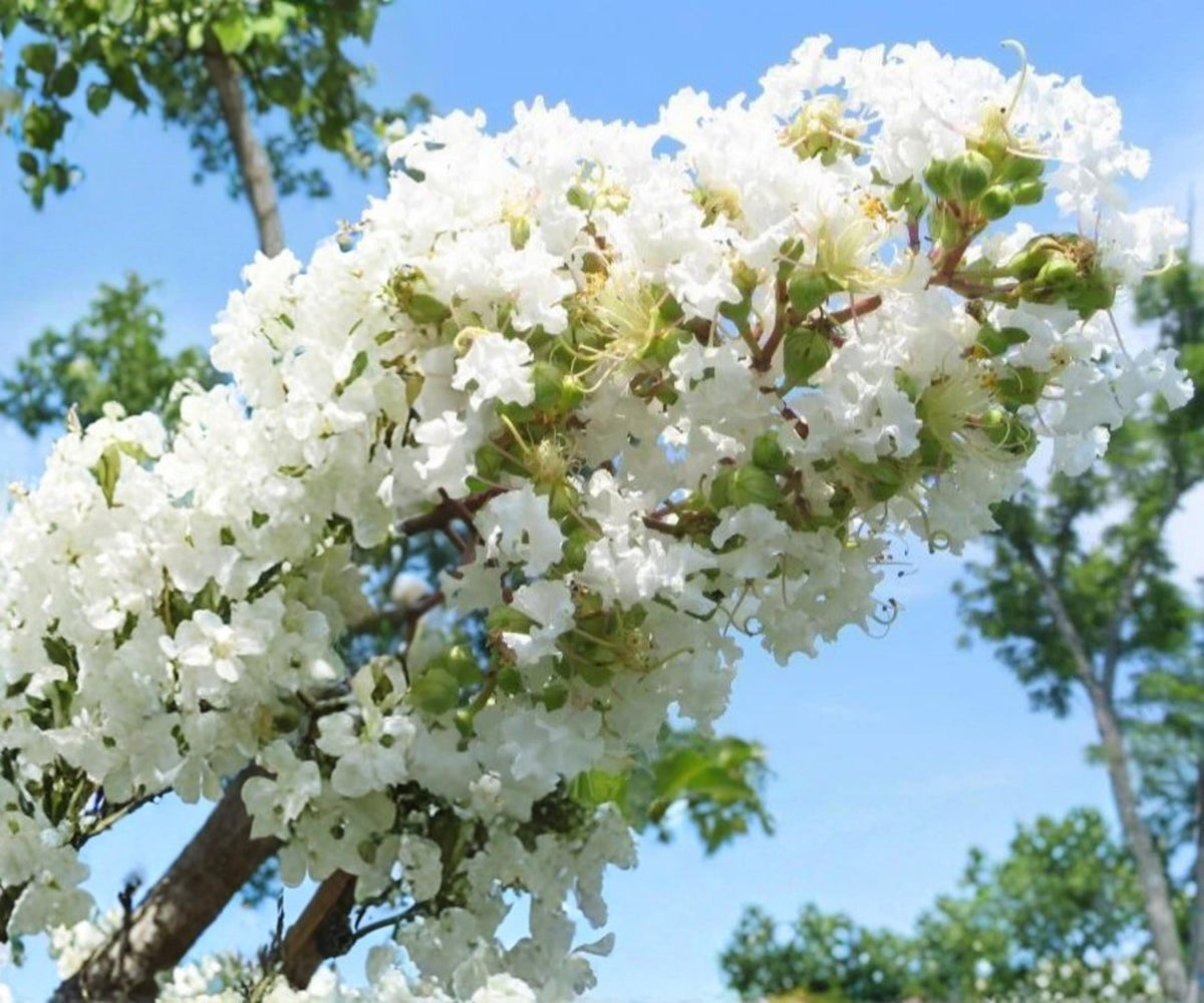 Crape Myrtle Snow White - 2 Live Plants, 6" Rooted Cuttings, Lagerstroemia Tree