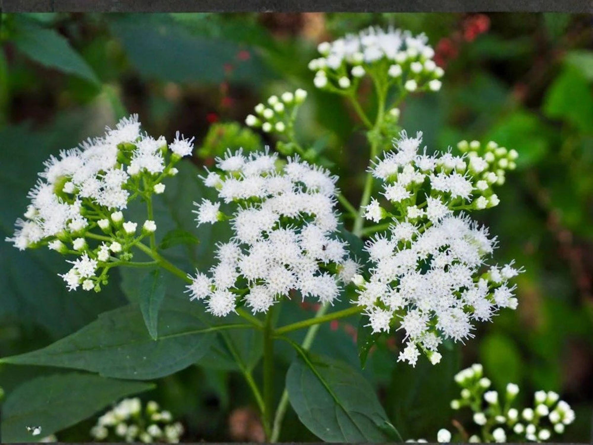 500 Ageratina altissima White Snakeroot Seeds Native Wildflower Heirloom Garden