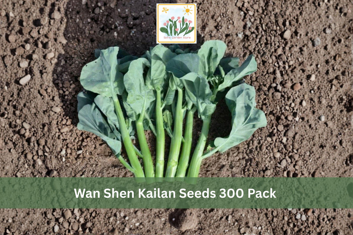 300 Seeds Wan Shen Kailan Chinese Kale Vegetable Seeds
