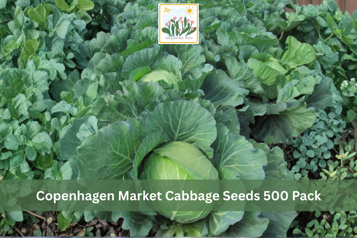 500 Seeds Copenhagen Market Cabbage Brassica oleracea Vegetable