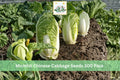 300 Seeds Michihli Chinese Cabbage Napa Type Cool Season Vegetable