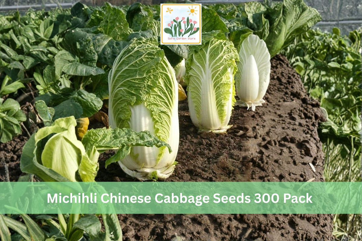 300 Seeds Michihli Chinese Cabbage Napa Type Cool Season Vegetable